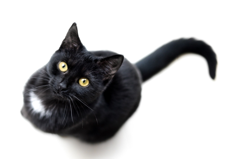 Грациозная черная кошка