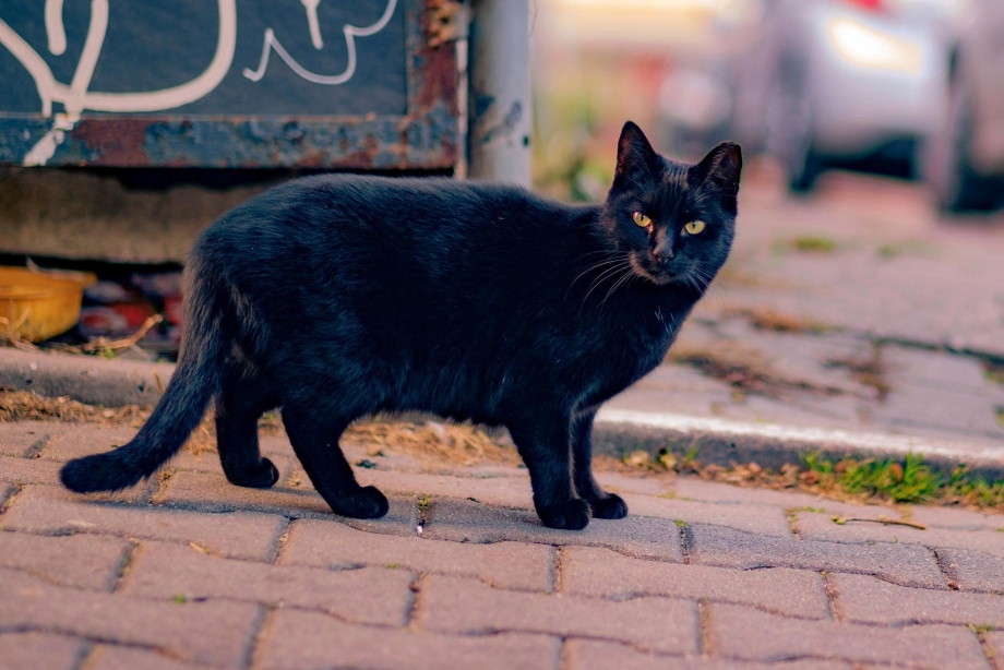 Бомбейская кошка