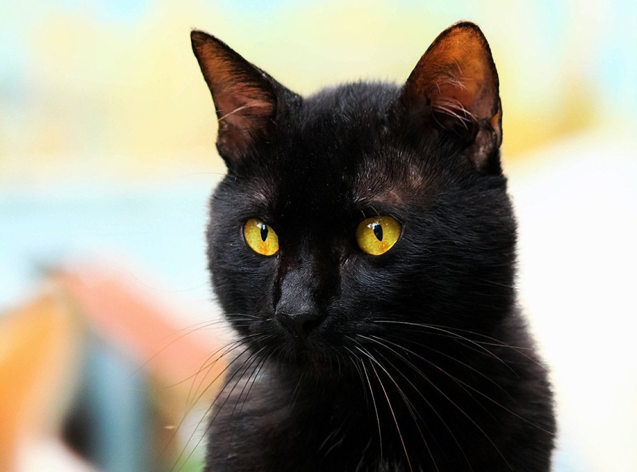 Черные коты