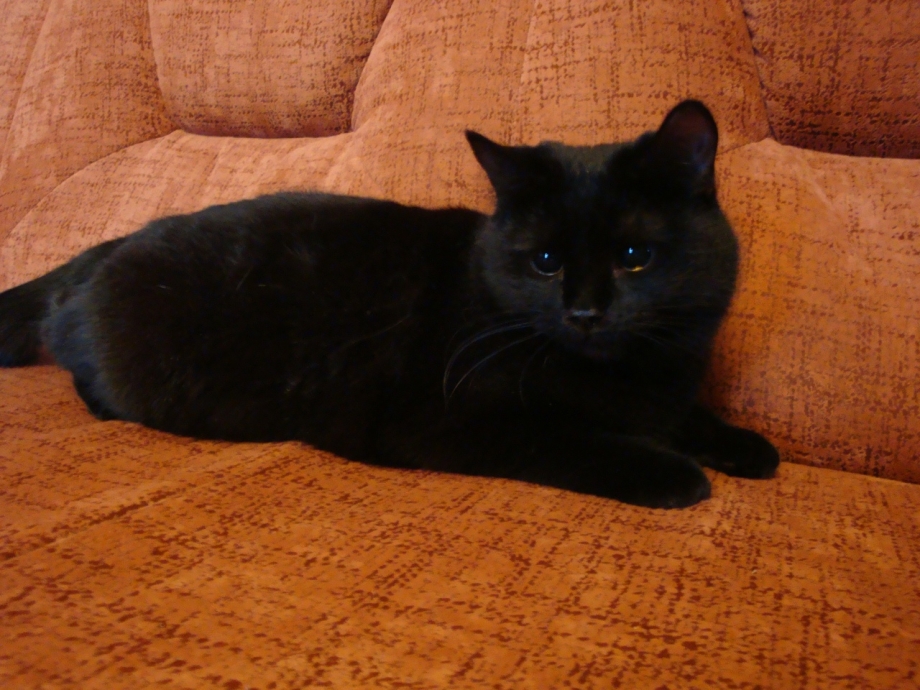 Черный котенок