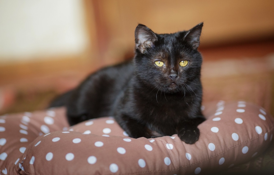 Черные коты
