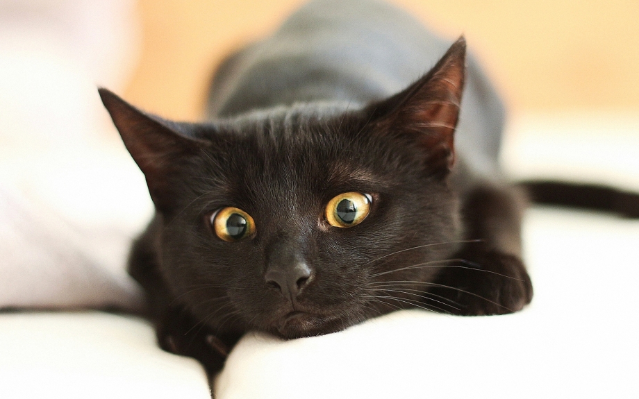 Черные коты