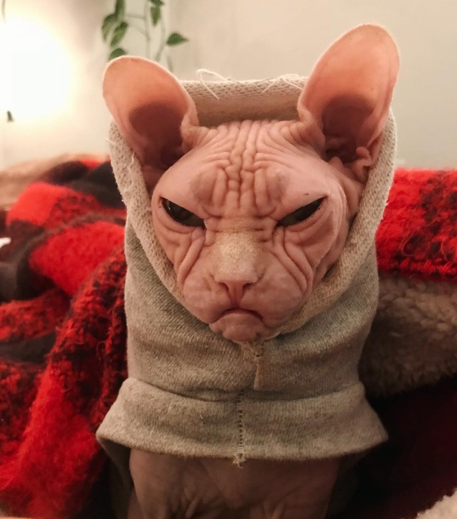 Сфинкс Локи