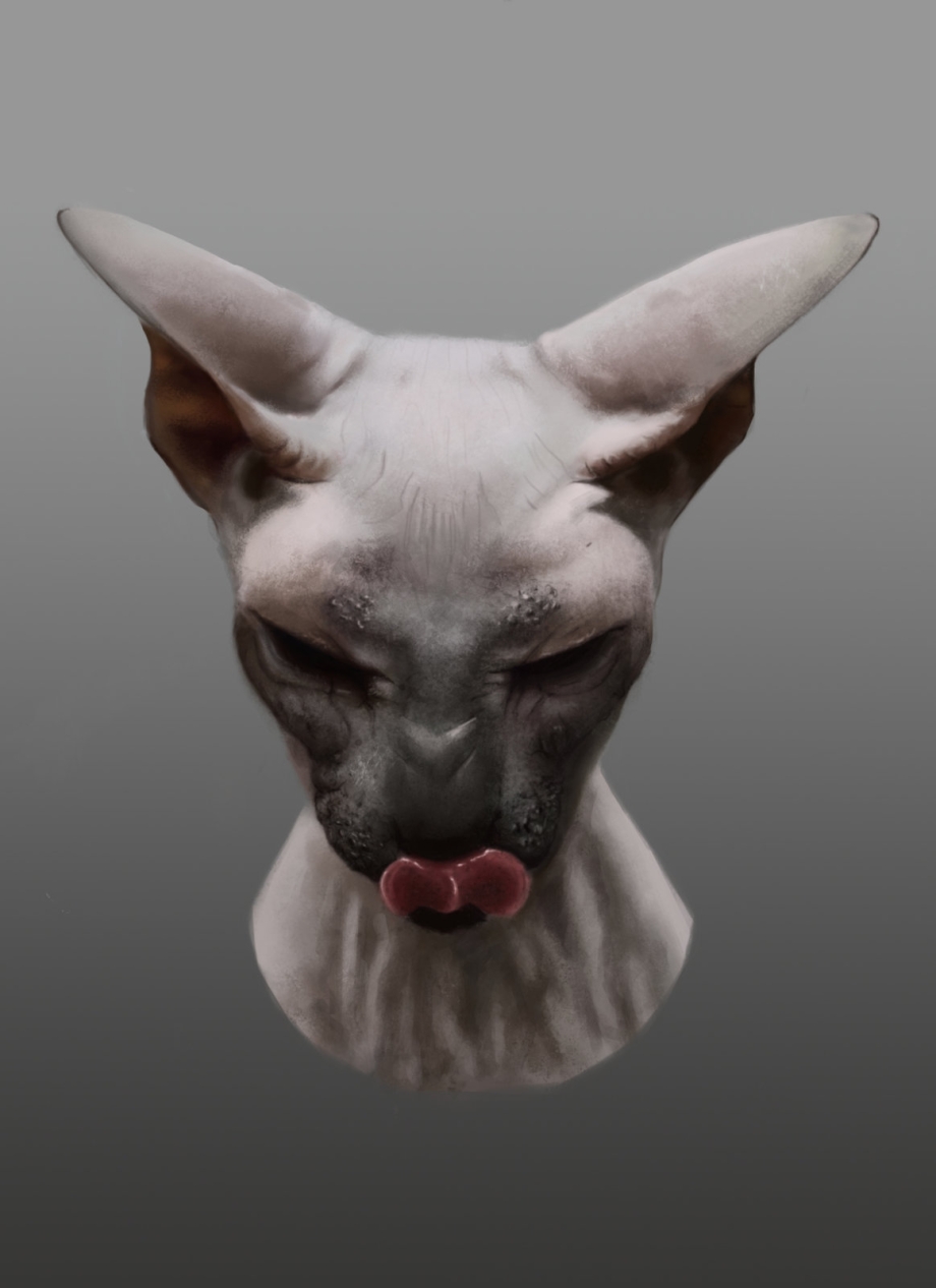 Сфинкс кот