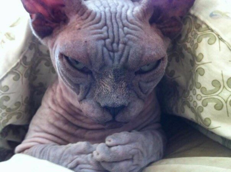 Кот сфинкс добрый