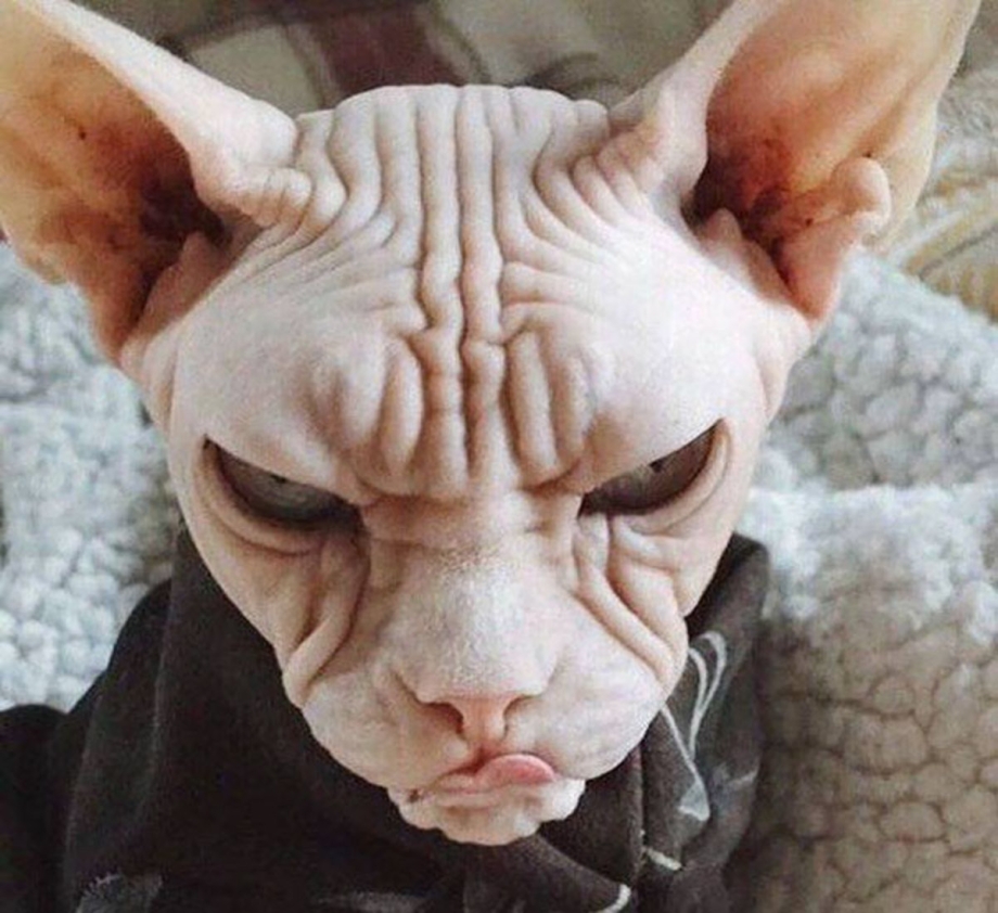 Страшный кот