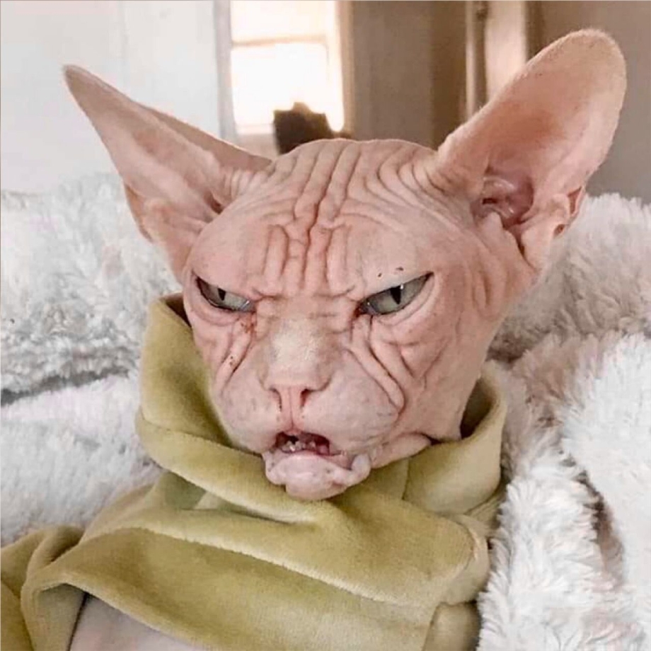 Кот Локи сфинкс