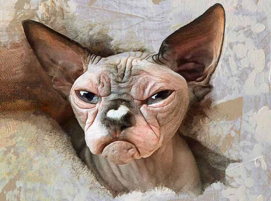 Самый страшный кот