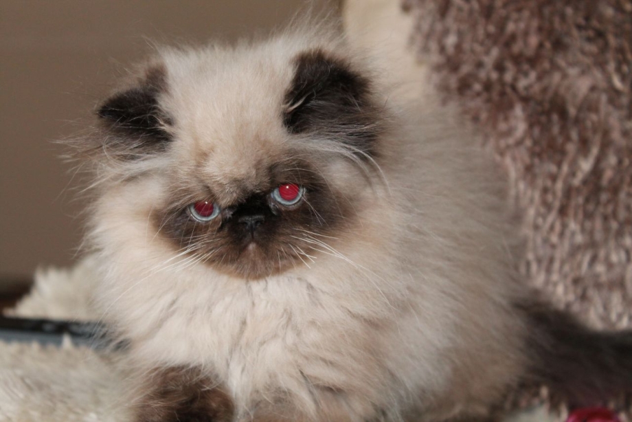 Гималайская кошка котенок