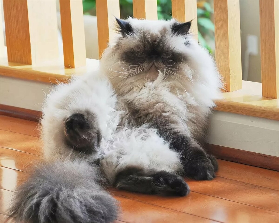 Кот Джуно порода