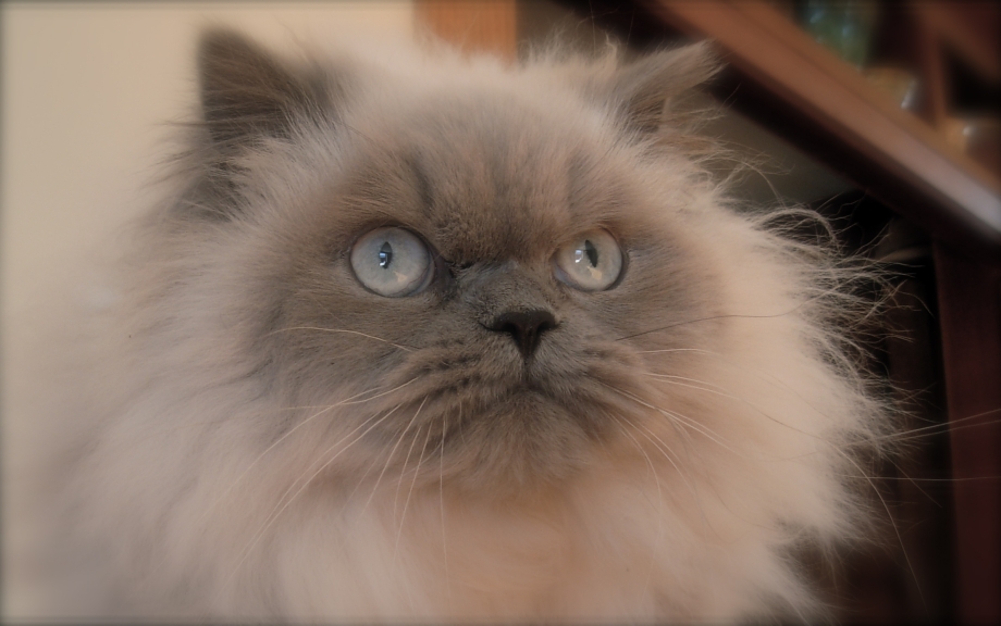 Гималайская Персидская кошка