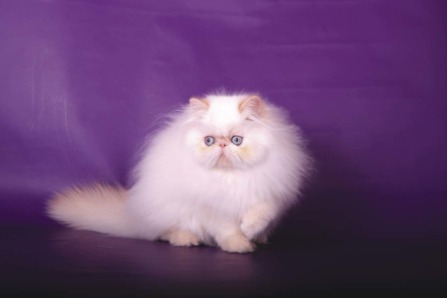 Гималайская кошка длинношерстная