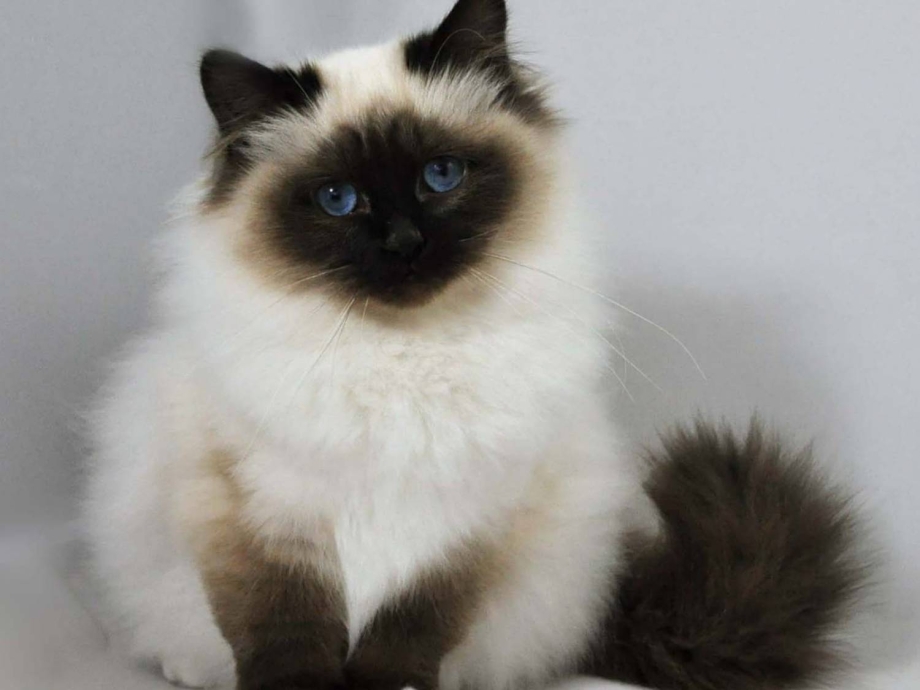 Гималайская кошка