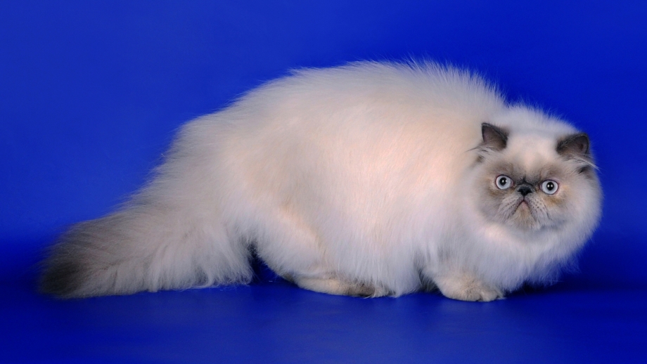 Персидская гималайская кошка котенок
