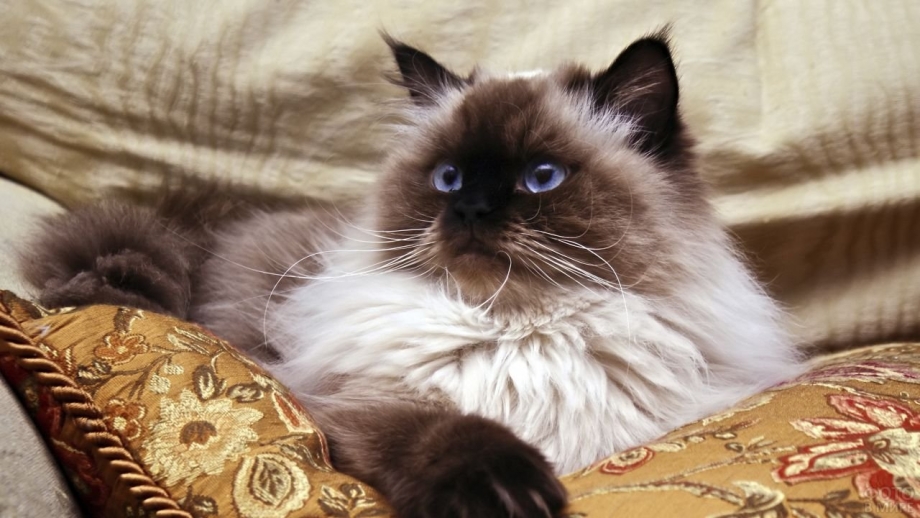 Гималайская Персидская кошка