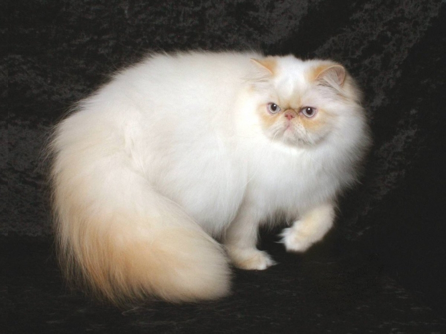 Персидская кошка колор Пойнт