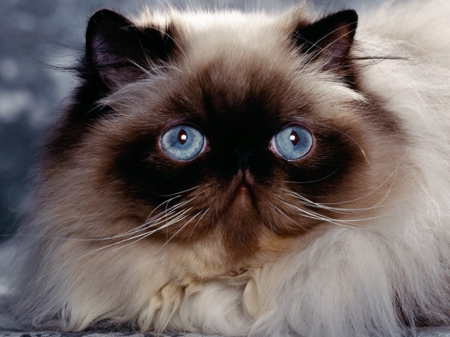 Гималайская Персидская кошка