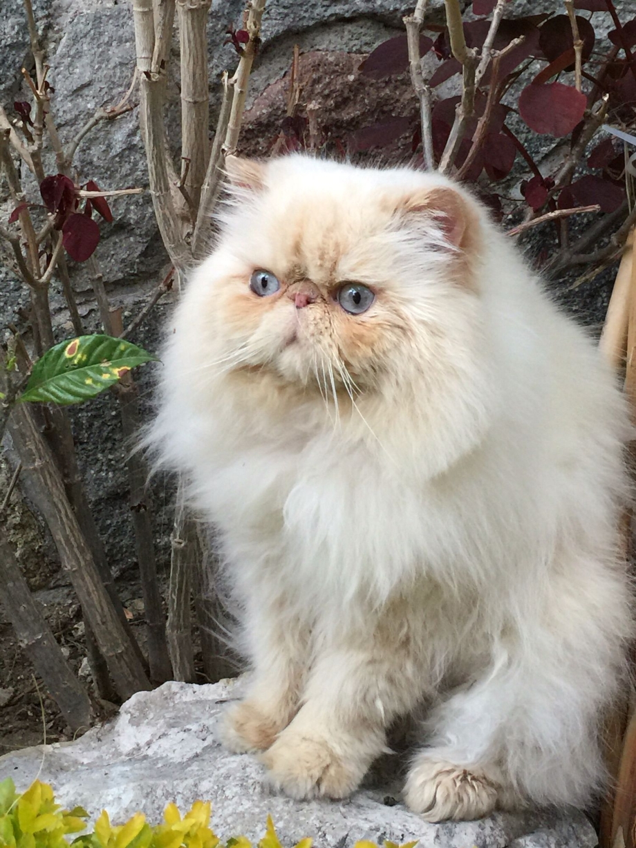 Гималайская кошка