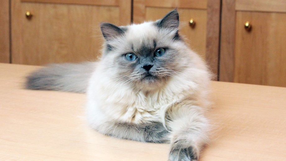 Гималайская Персидская кошка