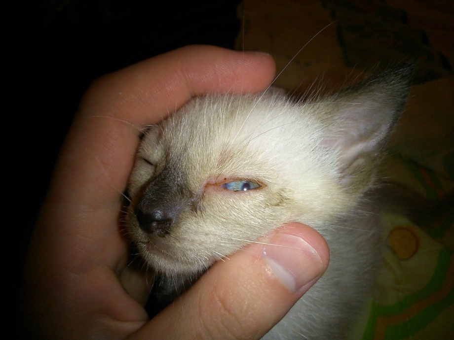 Новорожденные котята глаза