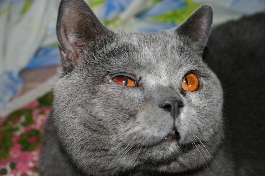 Гной в углу глаза у кошки