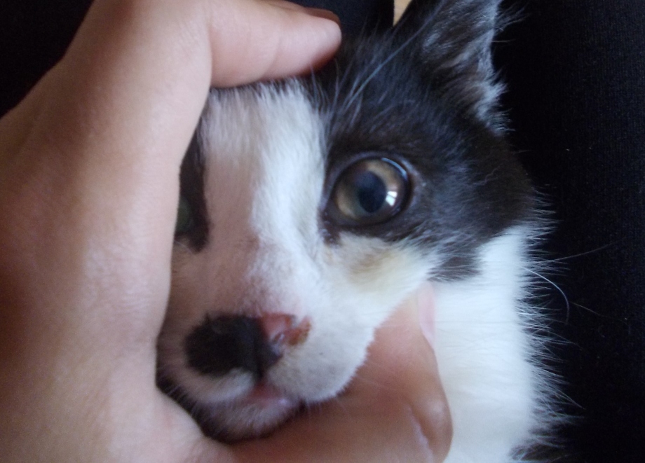 Котенок с коньюктивитом