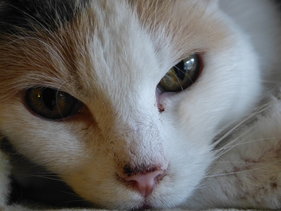 Слезятся глаза у кота причины