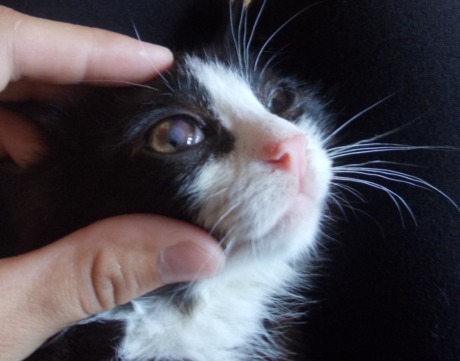 Бельма на глпзу у котенка