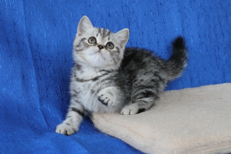 Шотландская вислоухая кошка мраморная