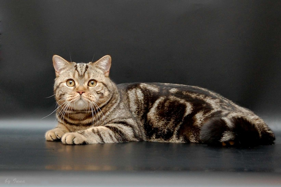 Британский кот мраморный кофейный окрас