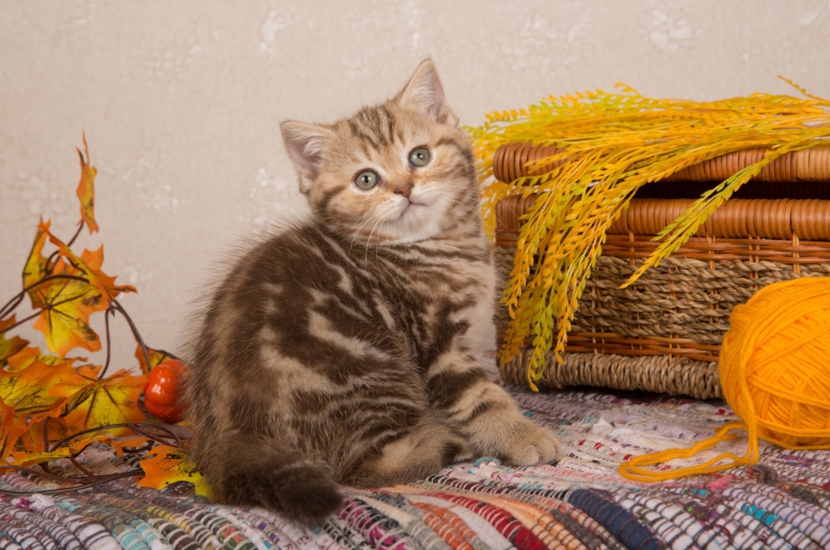 Кошки британцы мраморные