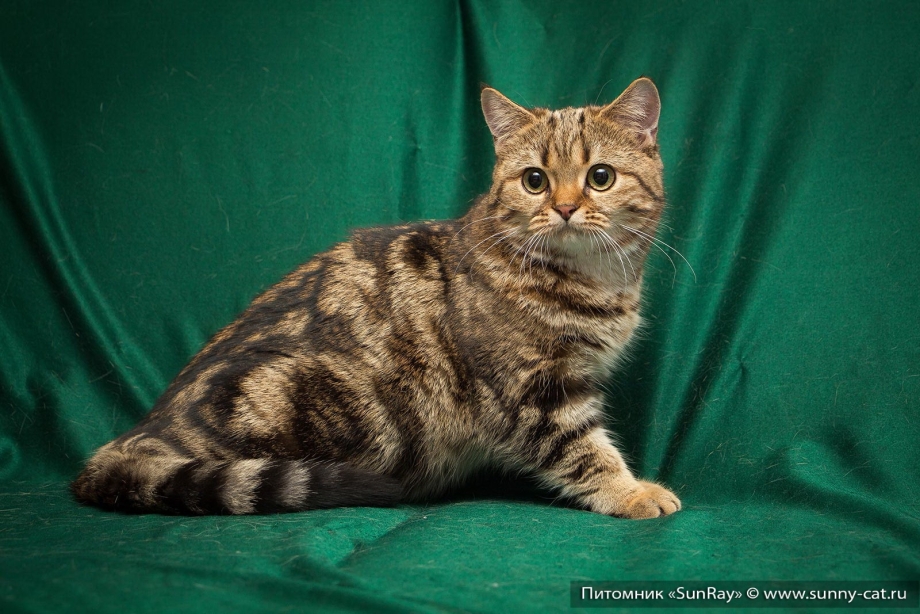 Британские мраморные котята