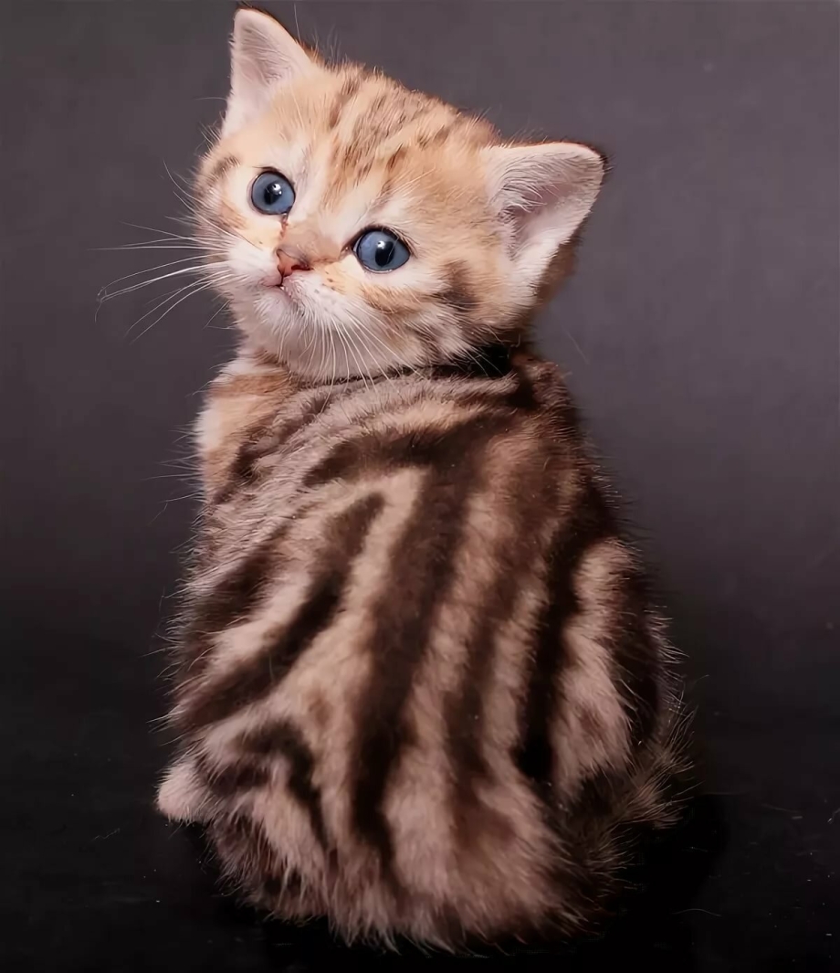Британский кот мраморный