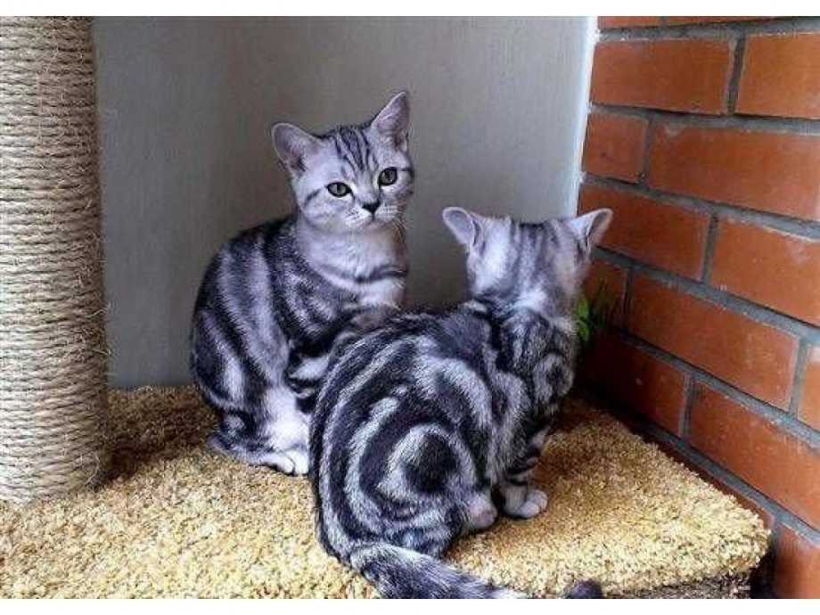 Британская кошка кобби