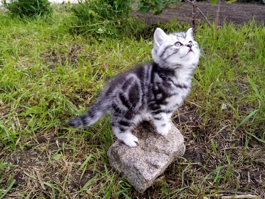 Британская кошка короткошерстная мраморная