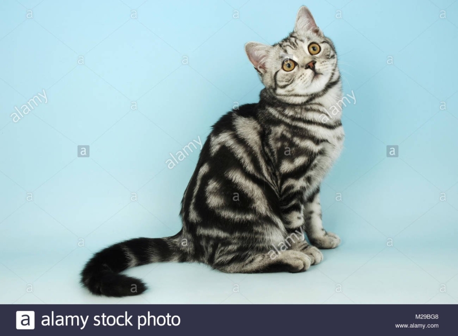 Британская кошка кобби