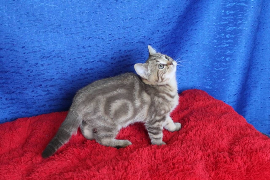 Британская кошка табби
