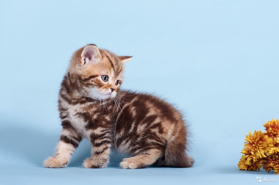 Британская короткошерстные мраморные котята