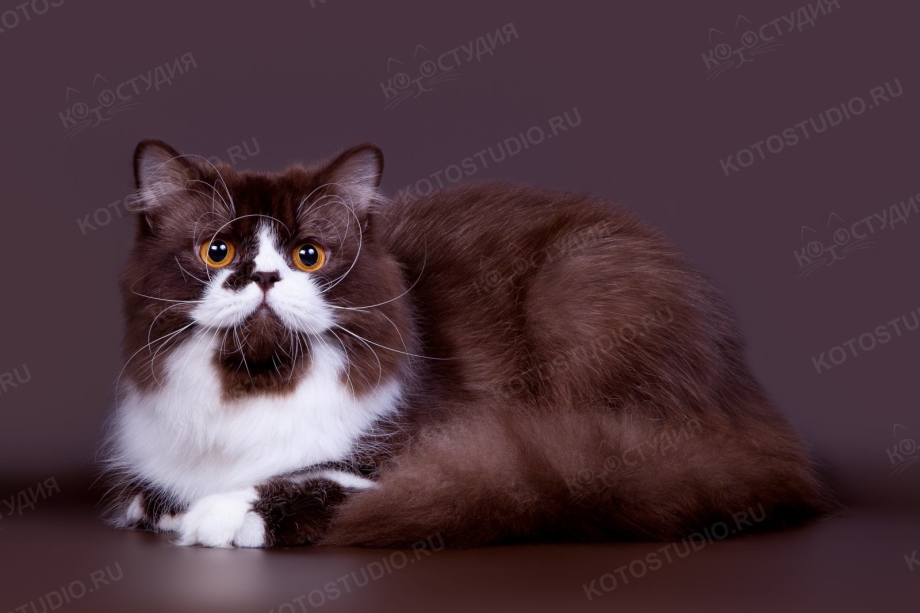 Британский кот бело коричневый
