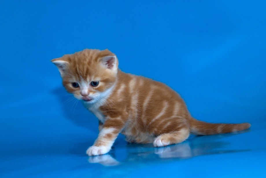 Британские котята биколор мраморный