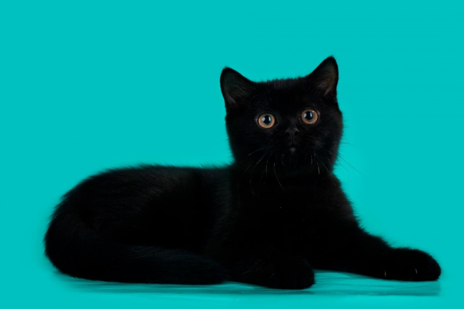 Британские короткошерстные котята черные