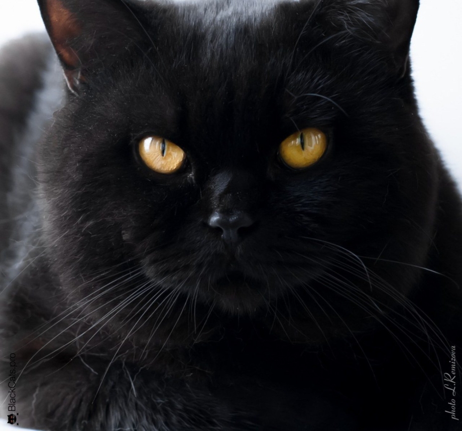 Кот британец черный
