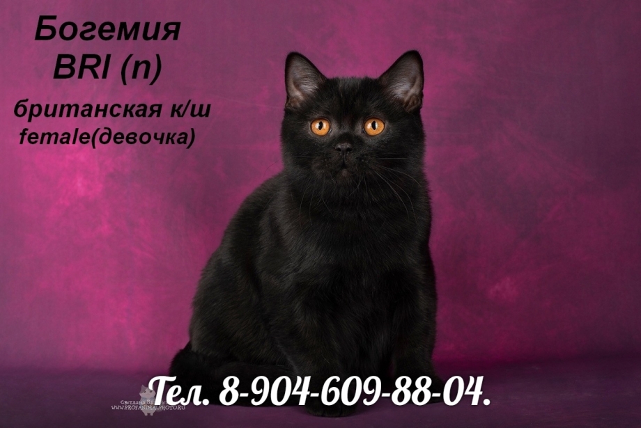 Британский черный котенок заводчики