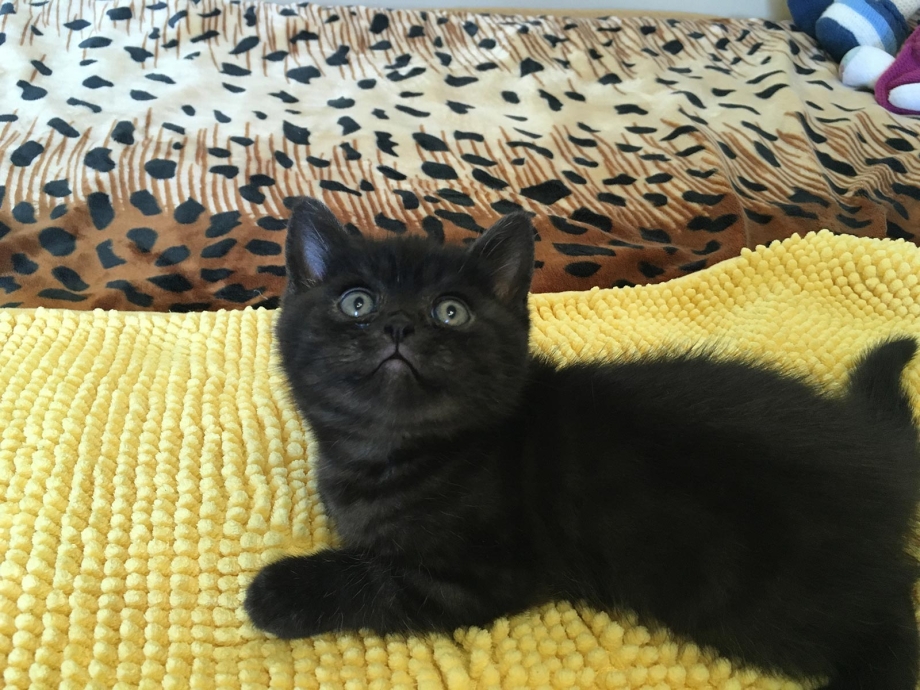 Котята британцы черные 1 месяц