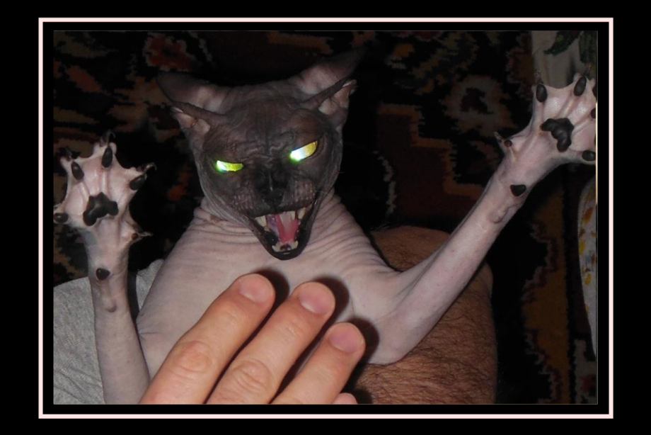 Зловещий кот
