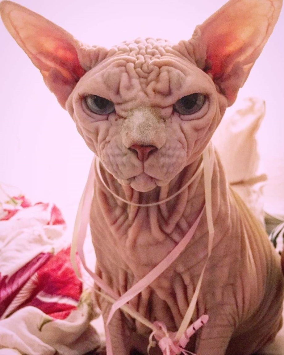 Страшный кот