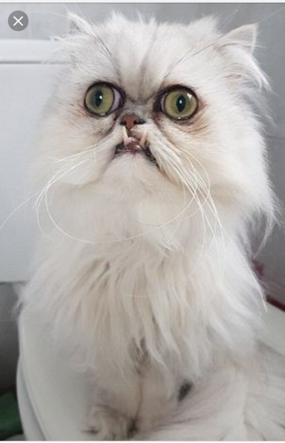 Кот Вилфред