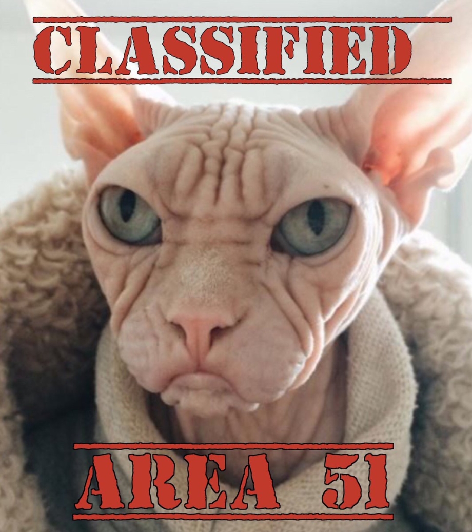 Страшный кот