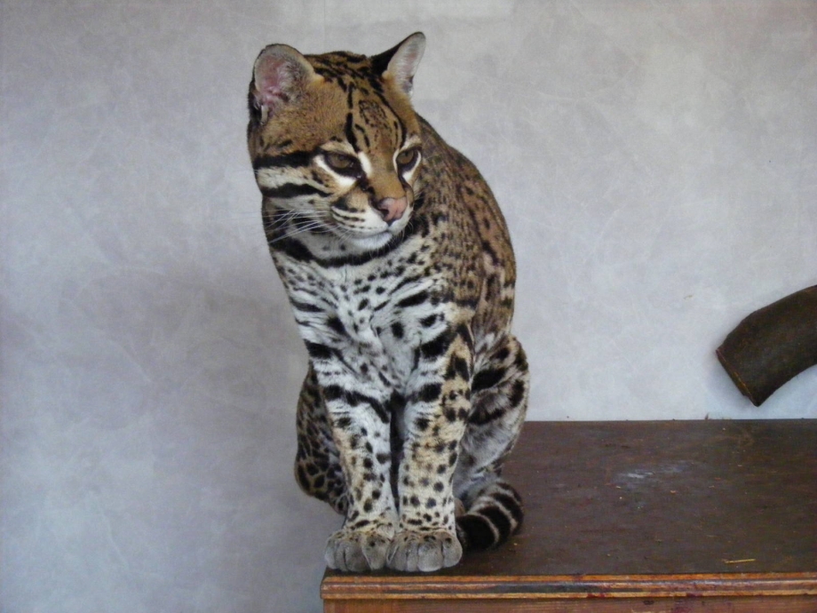 Онцилла Маргай