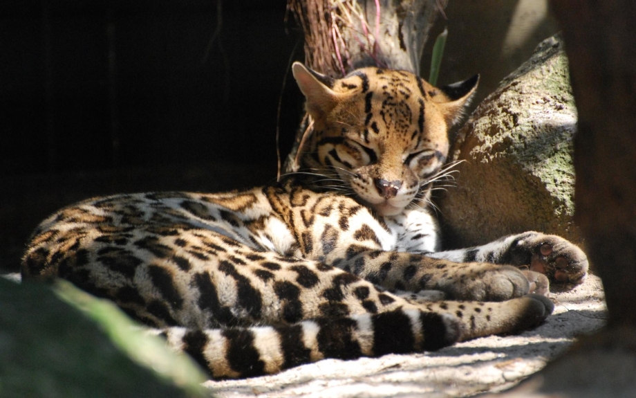 Моргай кот